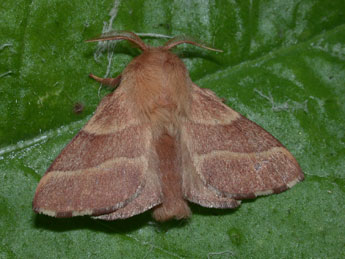 Malacosoma neustria L. adulte - Philippe Mothiron