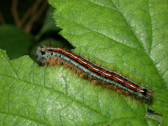  Chenille de Malacosoma neustria L. - Philippe Mothiron