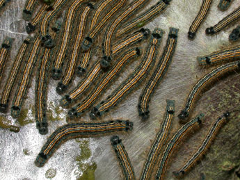  Chenille de Malacosoma neustria L. - ©Philippe Mothiron