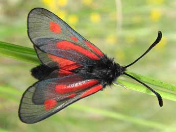 Zygaena nevadensis Rbr adulte - ©Pierre Desriaux- www.insecte.org