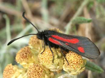 Zygaena nevadensis Rbr adulte - Daniel Morel