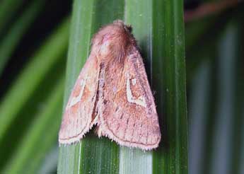 Phragmatiphila nexa Hb. adulte - Jrme Barbut