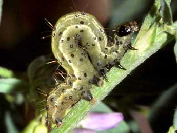  Chenille de Trichoplusia ni Hb. - ©Marie Frayssinet