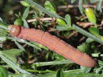  Chenille de Aporophyla nigra Hw. - ©Philippe Mothiron