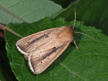 Sesamia nonagrioides Lefebvre adulte - Philippe Mothiron