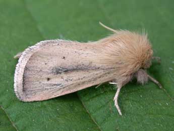 Sesamia nonagrioides Lefebvre adulte - ©Philippe Mothiron