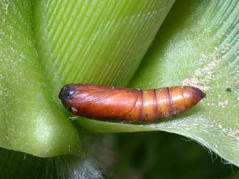  Chrysalide de Sesamia nonagrioides Lefebvre - ©Philippe Mothiron