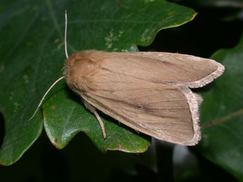 Sesamia nonagrioides Lefebvre adulte - ©Philippe Mothiron