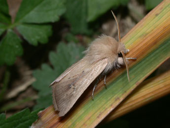 Sesamia nonagrioides Lefebvre adulte - ©Philippe Mothiron