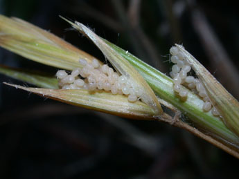  Oeuf de Sesamia nonagrioides Lefebvre - ©Philippe Mothiron