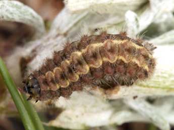  Chenille de Jordanita notata Z. - ©Daniel Morel