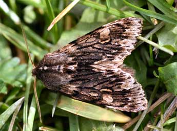 Brachionycha nubeculosa Esp. adulte - Daniel Morel