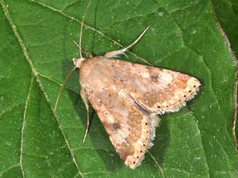 Heliothis nubigera H.-S. adulte - ©Philippe Mothiron