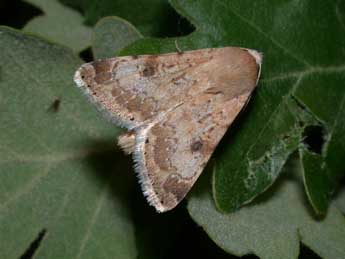 Heliothis nubigera H.-S. adulte - ©Philippe Mothiron