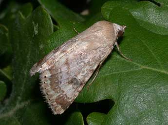 Heliothis nubigera H.-S. adulte - Philippe Mothiron