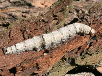  Chenille de Catocala nupta L. - Serge Wambeke