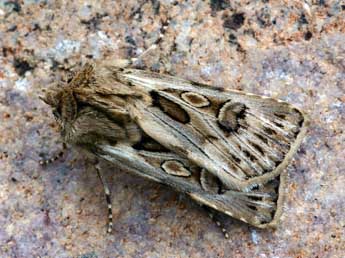 Agrotis obesa Bsdv. adulte - ©Daniel Morel