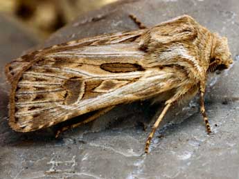 Agrotis obesa Bsdv. adulte - ©Daniel Morel