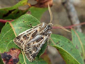 Agrotis obesa Bsdv. adulte - ©Daniel Morel