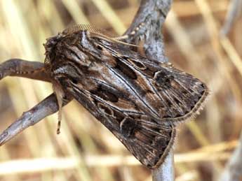 Agrotis obesa Bsdv. adulte - ©Daniel Morel