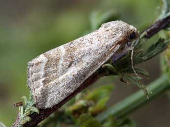 Phyllophila obliterata Rbr adulte - Daniel Morel