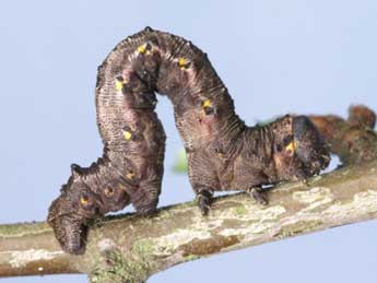  Chenille de Nychiodes obscuraria Vill. - ©Lionel Taurand