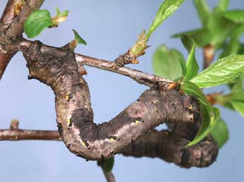  Chenille de Nychiodes obscuraria Vill. - Lionel Taurand