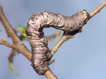  Chenille de Nychiodes obscuraria Vill. - Lionel Taurand