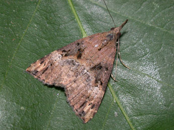 Hypena obsitalis Hb. adulte - Philippe Mothiron