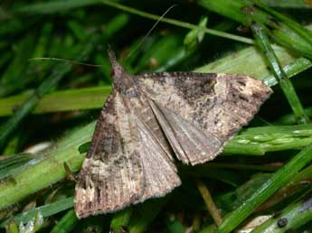 Hypena obsitalis Hb. adulte - Philippe Mothiron