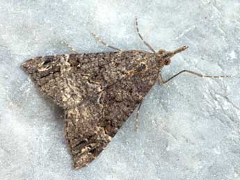 Hypena obsitalis Hb. adulte - Daniel Morel