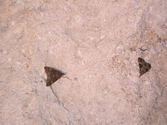 Hypena obsitalis Hb. adulte - Emmanuel Chapoulie