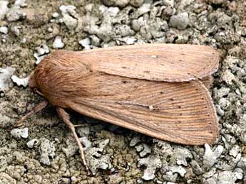 Leucania obsoleta Hb. adulte - Daniel Morel