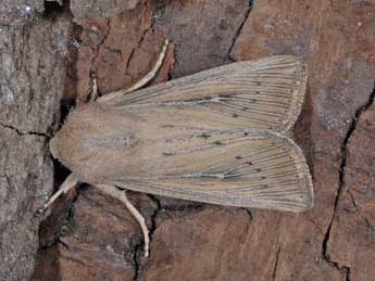 Leucania obsoleta Hb. adulte - Alexis Borges