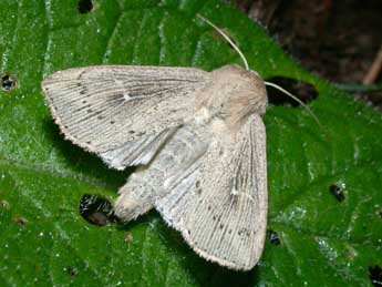 Leucania obsoleta Hb. adulte - ©Philippe Mothiron