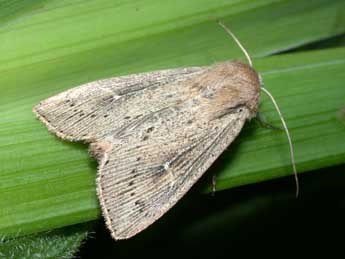 Leucania obsoleta Hb. adulte - Philippe Mothiron