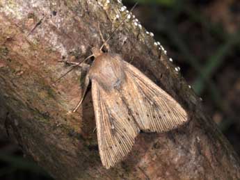 Leucania obsoleta Hb. adulte - Philippe Mothiron