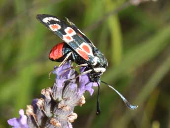 Zygaena occitanica Vill. adulte - Philippe Mothiron