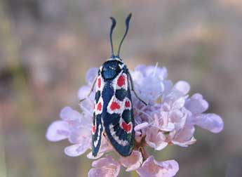 Zygaena occitanica Vill. adulte - ©Thierry Darmuzey