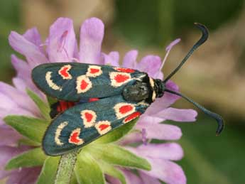 Zygaena occitanica Vill. adulte - ©Daniel Morel