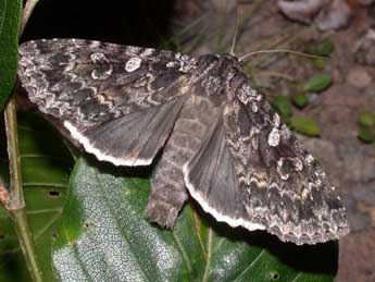 Eurois occulta L. adulte - Philippe Mothiron