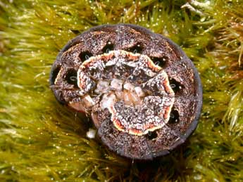  Chenille de Eurois occulta L. - ©Philippe Mothiron