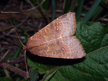 Cirrhia ocellaris Bkh. adulte - Philippe Mothiron