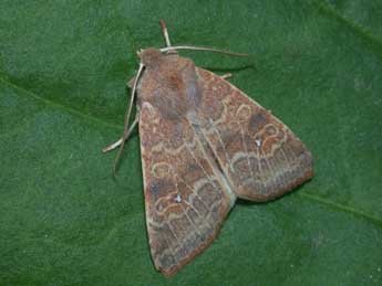 Cirrhia ocellaris Bkh. adulte - ©Philippe Mothiron