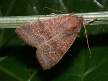 Cirrhia ocellaris Bkh. adulte - Philippe Mothiron