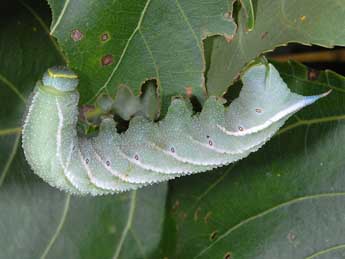  Chenille de Smerinthus ocellatus L. - Alexis Borges