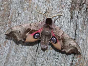 Smerinthus ocellatus L. adulte - ©Philippe Mothiron