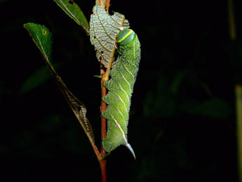  Chenille de Smerinthus ocellatus L. - ©Philippe Mothiron