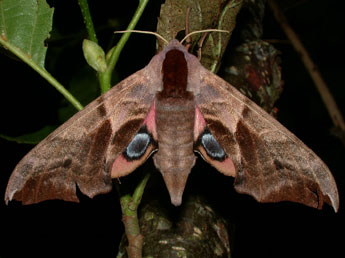 Smerinthus ocellatus L. adulte - Philippe Mothiron