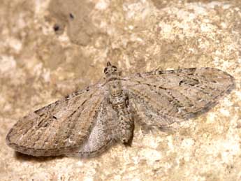Eupithecia ochridata Sch. & Pink. adulte - Lionel Taurand